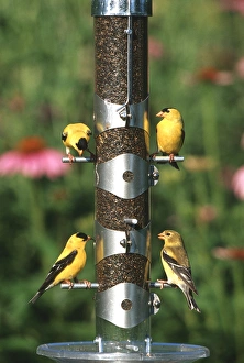 American Goldfinches (Carduelis tristis) males and female on nyjer/thistle tube feeder, Marion Co American Goldfinches (Carduelis tristis) males and female on nyjer/thistle tube feeder, Marion Co