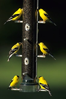 American Goldfinches (Carduelis tristis) males on thistle feeder, Marion Co. IL American Goldfinches (Carduelis tristis) males on thistle feeder, Marion Co. IL