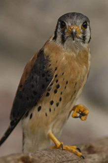 American Kestrel (Falco sparverius) Ecuador, South America American Kestrel (Falco sparverius) Ecuador, South America