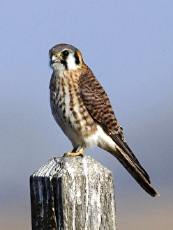 The American Kestrel (Falco sparverius) is a small falcon, and the only kestrel found The American Kestrel (Falco sparverius) is a small falcon, and the only kestrel found