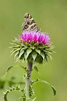 American Lady (Vanessa virginiensis) feeding at blooms on bull thistle, spring American Lady (Vanessa virginiensis) feeding at blooms on bull thistle, spring
