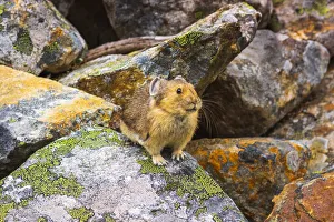 American Pika (Ochotona princeps), Jasper National Park, Alberta, Canada American Pika (Ochotona princeps), Jasper National Park, Alberta, Canada
