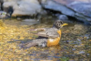 American robin bathing, Marion County, Illinois American robin bathing, Marion County, Illinois