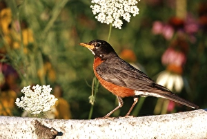 American Robin (Turdis migratorius) on birch fence near flower garden, Marion Co. IL American Robin (Turdis migratorius) on birch fence near flower garden, Marion Co. IL