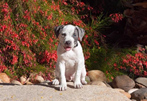 American Staffordshire Terrier Puppy sitting on a boulder with red flowers American Staffordshire Terrier Puppy sitting on a boulder with red flowers