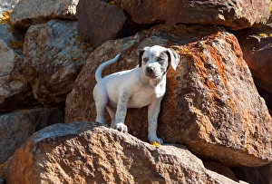 American Staffordshire Terrier Puppy standing on a rock American Staffordshire Terrier Puppy standing on a rock