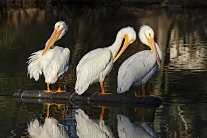 American White Pelican (Pelecanus erythrorhynchos) preening and resting American White Pelican (Pelecanus erythrorhynchos) preening and resting
