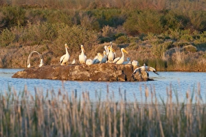American White Pelicans on small island rookery (Pelecanus erythrorhynchos) at Storer-Saratoga American White Pelicans on small island rookery (Pelecanus erythrorhynchos) at Storer-Saratoga