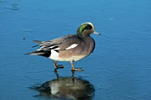 The American widgeon (anas penelope) is a dapping duck, formerly called the baldpate The American widgeon (anas penelope) is a dapping duck, formerly called the baldpate