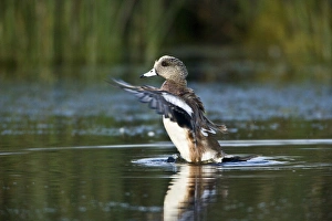 American Widgeon bathing, Anas americana, Welder flats, Texas American Widgeon bathing, Anas americana, Welder flats, Texas