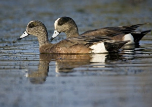 American Widgeon pair feeding, Anas americana, Welder flats, Texas American Widgeon pair feeding, Anas americana, Welder flats, Texas