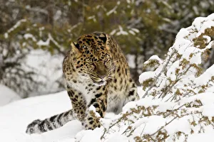 Amur leopard, Panthera pardus orientalis, controlled situation Amur leopard, Panthera pardus orientalis, controlled situation