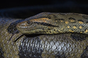Anaconda, (Eunectes murinus), Georgetown zoo, GUYANA. captive Anaconda, (Eunectes murinus), Georgetown zoo, GUYANA. captive