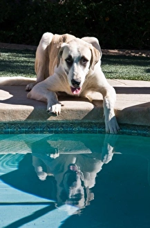 An Anatolian Shepherd puppy poolside with one paw in water An Anatolian Shepherd puppy poolside with one paw in water