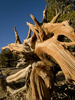Ancient Bristlecone Forest, White Mountains, CA Ancient Bristlecone Forest, White Mountains, CA