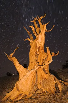 Ancient Bristlecone Pine (Pinus longaeva) under starry sky in the Patriarch Grove Ancient Bristlecone Pine (Pinus longaeva) under starry sky in the Patriarch Grove