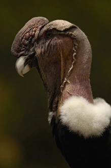Andean Condor (Vultur gryphus) Andes ECUADOR. South America RANGE: Andes Andean Condor (Vultur gryphus) Andes ECUADOR. South America RANGE: Andes