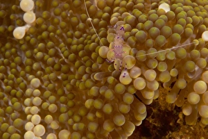 Anemone Shrimp (Periclimenes holthuisi), Banda Sea, Indonesia (RF) Anemone Shrimp (Periclimenes holthuisi), Banda Sea, Indonesia (RF)