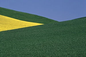 Images Dated 13th February 2004: Angles of pea fields and canola fields in Whitman County Washington state