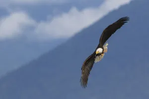 Bald Eagle Print - Wildlife Photography
