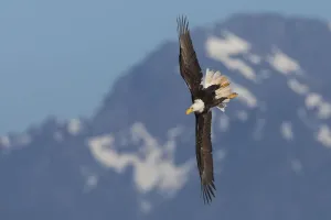 Bald Eagle Print