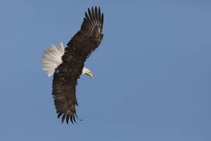 Prints of Bald eagle flying Leucocephalus Prints: Bald Eagle Print