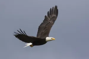 Bald Eagle Flying Print