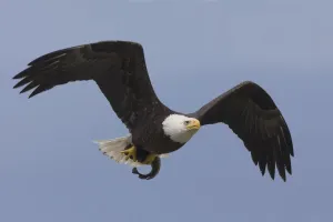 Prints of Bald Eagle, returning to perch to eat catch Leucocephalus Prints: Bald Eagle Print - Perched to Eat Catch