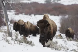 Bison In Winter Prints: Bison herd on the move