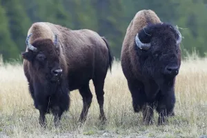 Ken Archer Photographer Prints: Bison Pair