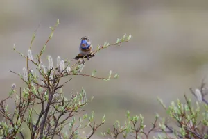 Ken Archer Photographer Prints: Bluethroat singing