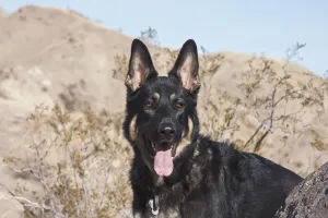 German Shepherd Print