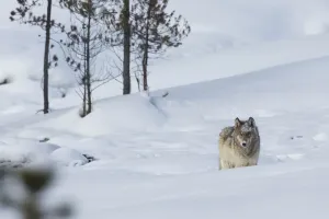Ken Archer Photographer Prints: Gray wolf