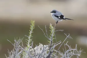Loggerhead Shrike Prints: Loggerhead shrike