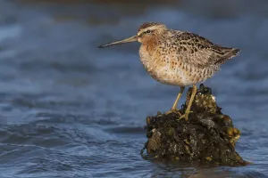 Long-billed Dowitcher Print