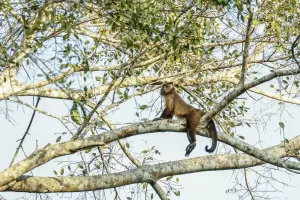 Brown-capped Capuchin Monkey Print, Pantanal Region