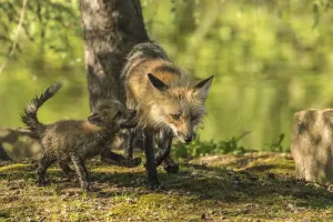 USA Animal Pictures Prints: Pine County. Captive red fox with kit. Credit as: Cathy and Gordon Illg / Jaynes