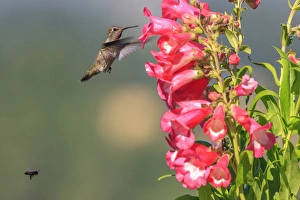 Annas Hummingbird and a bee. Santa Cruz. California Annas Hummingbird and a bee. Santa Cruz. California