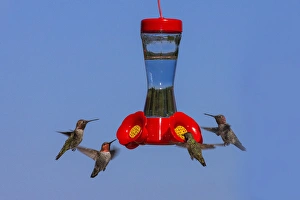 Annas Hummingbirds at feeder. Santa Cruz. California Annas Hummingbirds at feeder. Santa Cruz. California