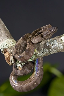 Annulated Boa Corallus enydris annulata Native to South America Annulated Boa Corallus enydris annulata Native to South America