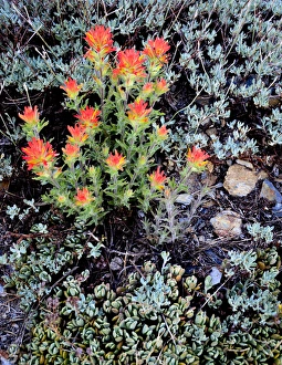 Ansel Adams Wilderness, CA, USA, Miniature Garden at Gem Lake Ansel Adams Wilderness, CA, USA, Miniature Garden at Gem Lake