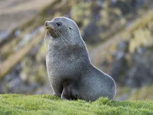 Antarctic Fur Seal (Arctocephalus gazella) bull. South Georgia Island Antarctic Fur Seal (Arctocephalus gazella) bull. South Georgia Island