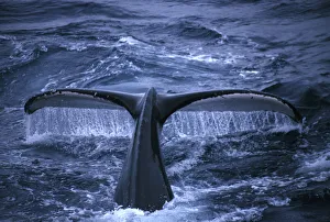 Antarctic Peninsula Humpback whale raising its tail fluke before diving Antarctic Peninsula Humpback whale raising its tail fluke before diving