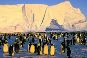 Weddell Sea Antarctica Prints: Antarctica, Antarctic