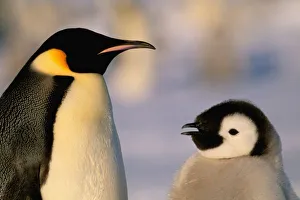 Emperor Penguins In Antarctica Prints: Antarctica, Australian