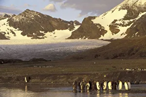 Antarctica, South Georgia Island. King penguins (Aptenodytes patagonicus) Antarctica, South Georgia Island. King penguins (Aptenodytes patagonicus)