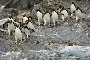 Antarctica, South Georgia, Royal Bay. Macaroni Penguins prepare to enter water. Credit as Antarctica, South Georgia, Royal Bay. Macaroni Penguins prepare to enter water. Credit as