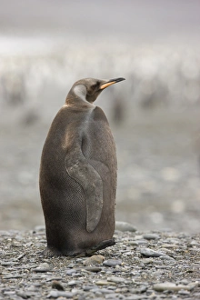 Antarctica, South Georgia, Salisbury Plain. A dark morph of a king penguin standing Antarctica, South Georgia, Salisbury Plain. A dark morph of a king penguin standing