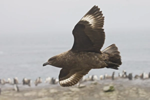 Antarctica, South Shetland Islands. Brown skua soars over a penguin colony looking for prey Antarctica, South Shetland Islands. Brown skua soars over a penguin colony looking for prey