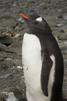 Antarctica, South Shetlands Islands, Aitcho Island, Gentoo Penguin Antarctica, South Shetlands Islands, Aitcho Island, Gentoo Penguin